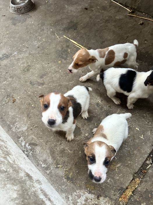 Продам собак породи фокстерʼєр