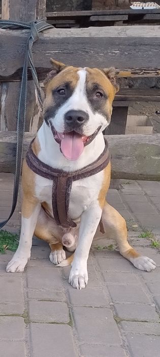 Срочно щенки американского стаффордширского терьера