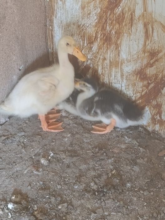 Patos  de raça Ruan