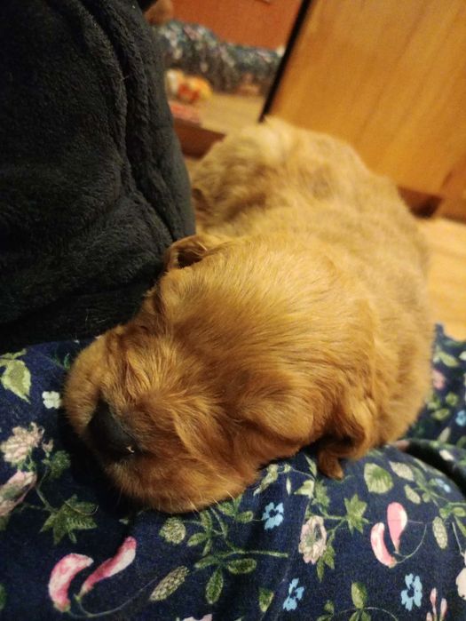 Golden retriever złoty