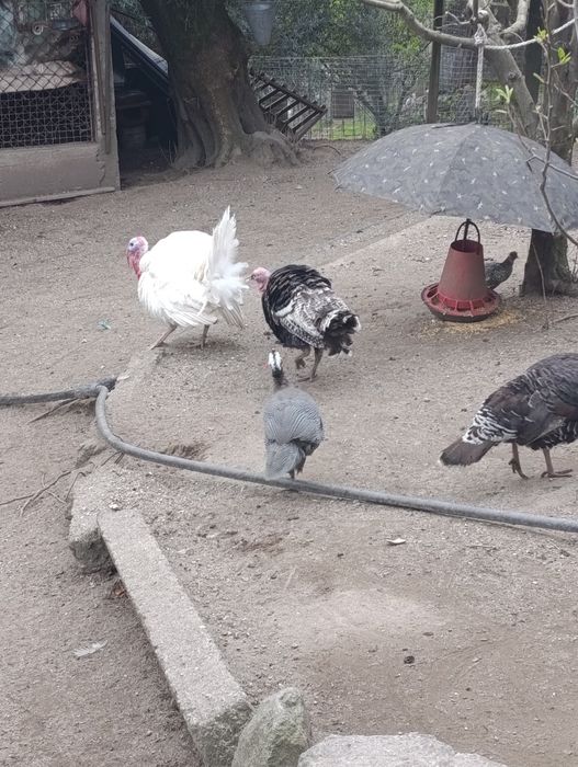 Perus machos garantidos