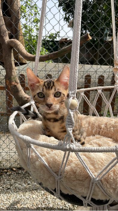 Exemplar gatos bengal