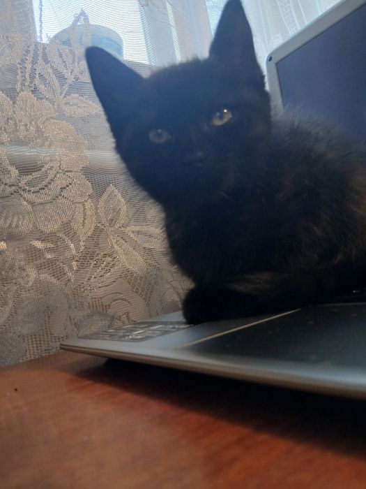 Отдам котят в хорошие руки