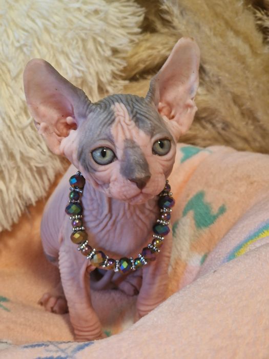 Mour-a-Mour- Canadian Sphynx