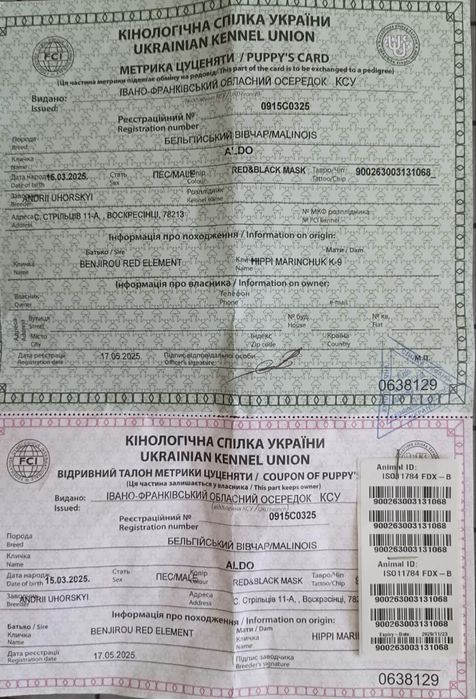 Продаються цуценята 5 дівчат і 3 хлопчика