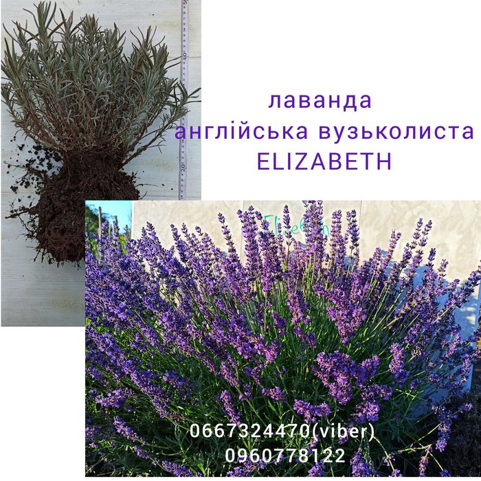 Лаванда саджанці сорти