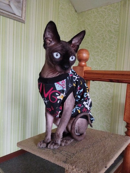 Канадский сфінкс в пошуках люблячої киці.Котик для  в'язки.