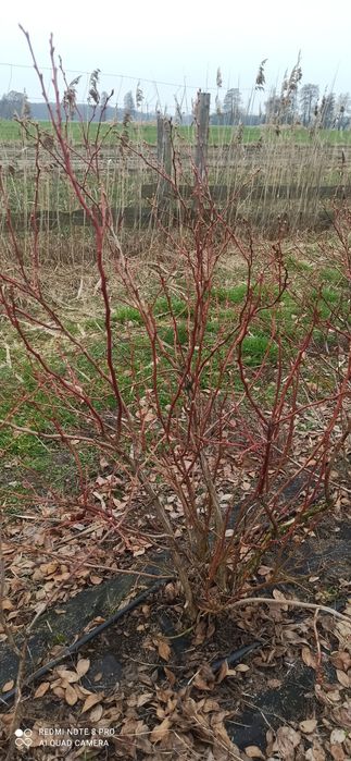 Borówka amerykańska