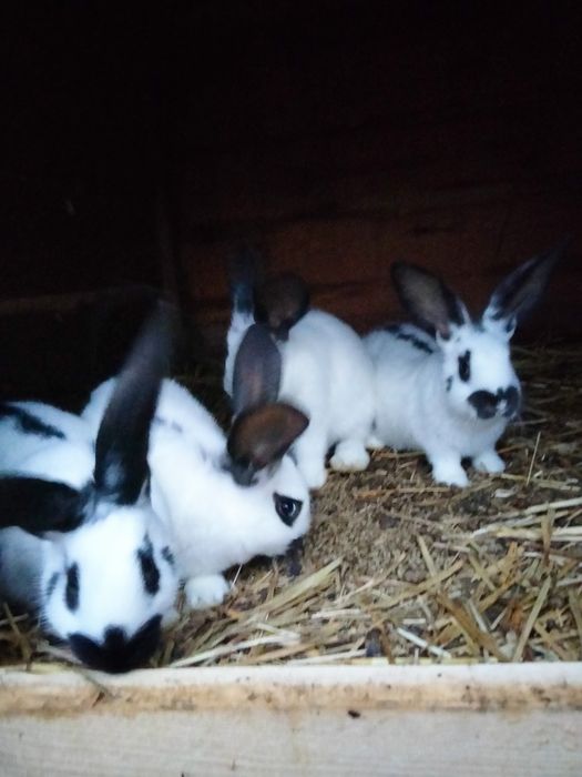 Sprzedam króliki
