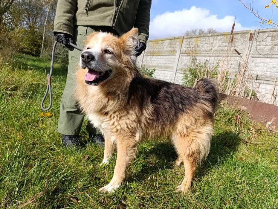 583122 Simba do adopcji