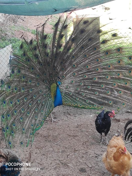 Pavões azuis nascidos em 2025