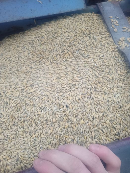 Sprzedam jęczmień jary po centrali