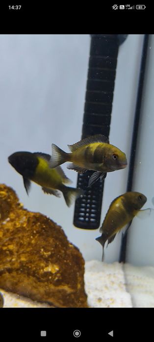 Tropheus Ikola, pyszczak tanganika