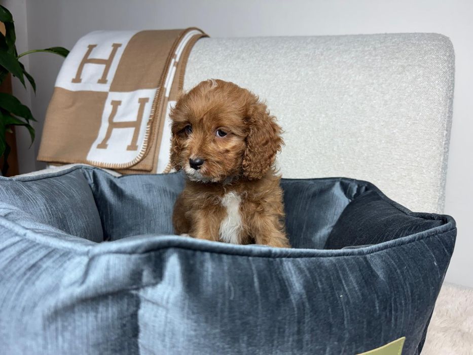 cavapoo piesek gotowy do odbioru