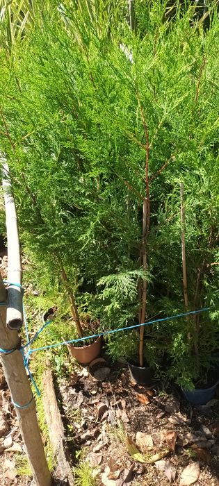 Arbustos de abrigo ou vedação