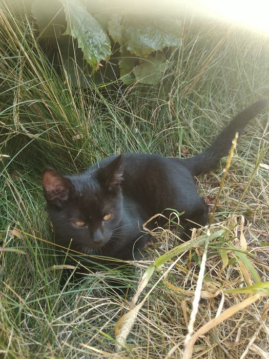 Oddam kota Lio czarny z wyprawką 100pln + zabawki