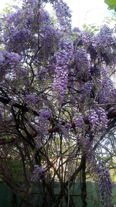 Семена Глициния китайская 10 шт. Насіння Гліцінія бузкова