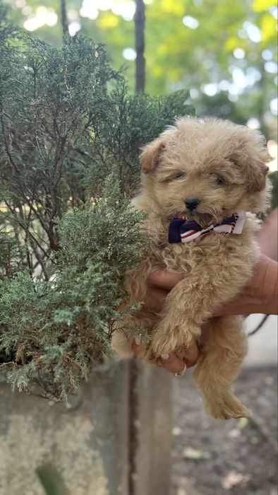 Караменьний хлопчик мальтіпу міні