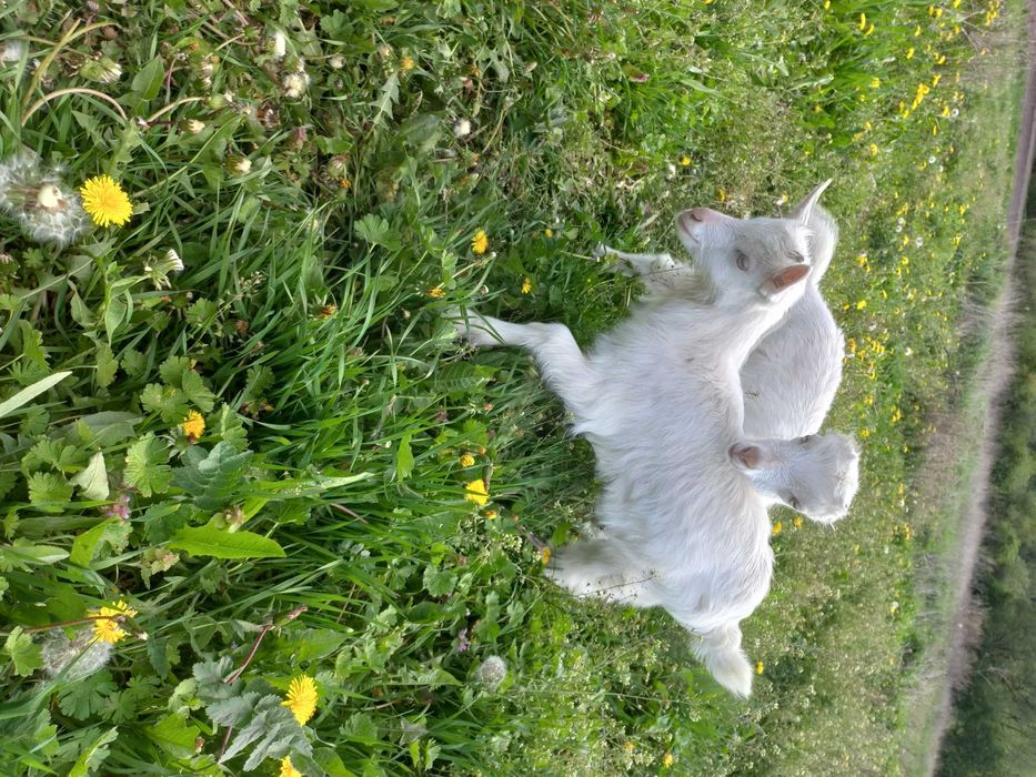 Купити козу козенята  обміняти козлика зеаненця  народився 6.04. 2025р