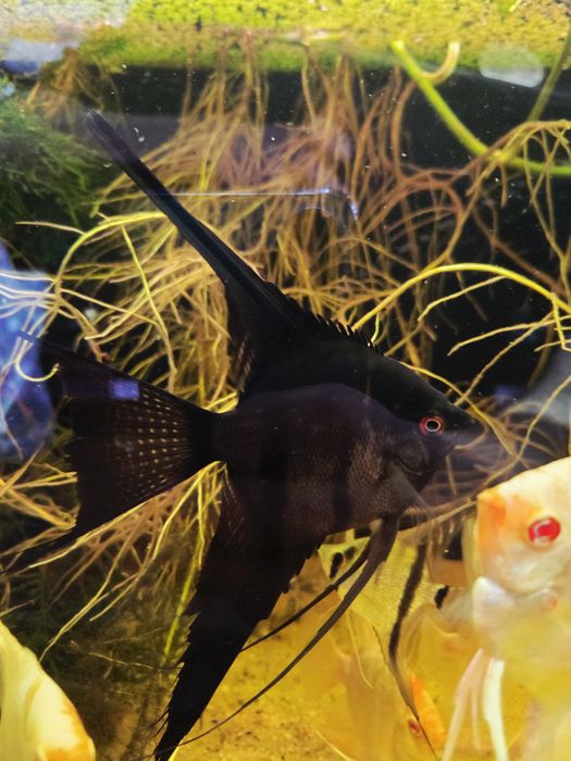 Skalar czarny weloniasty XL