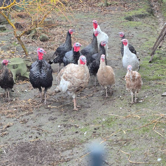 Sprzedam indyki kolorowe