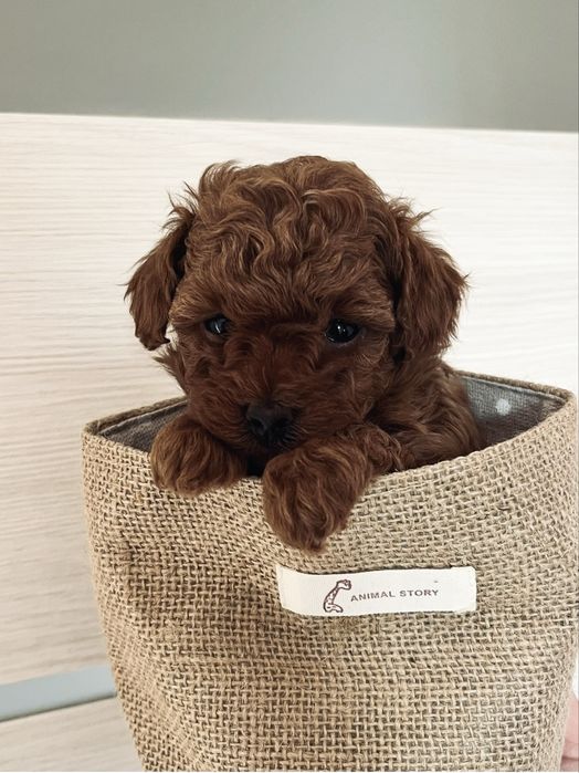 Цуценята Той Пуделя