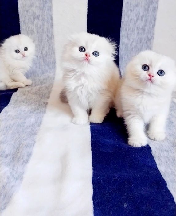 Вислоушки мальчик и две девочки