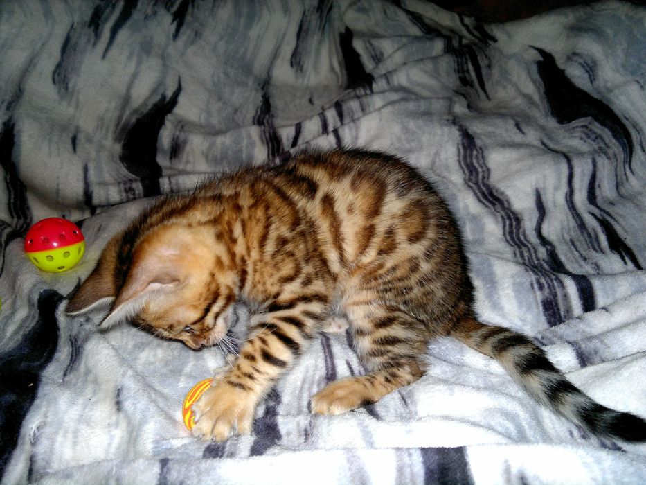 Чистокровна бенгальська дівчинка BENn24