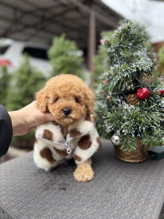 Мальтіпу хлопчик