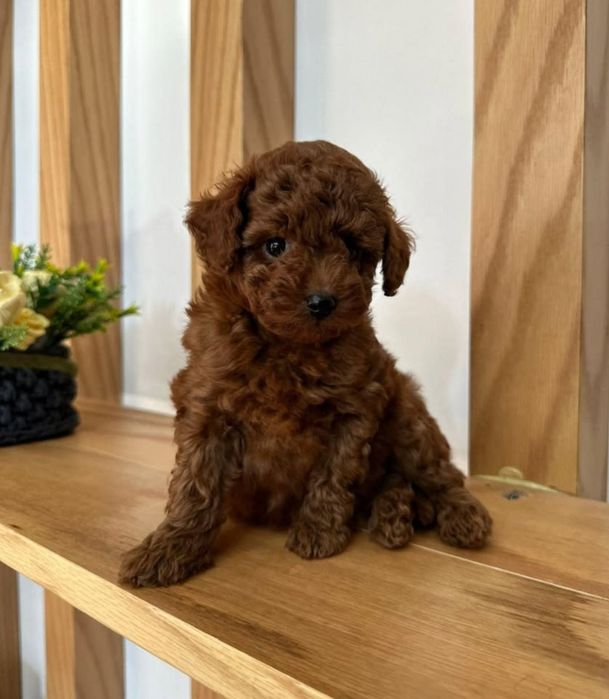 Темний ред браун, малиш  той пудель