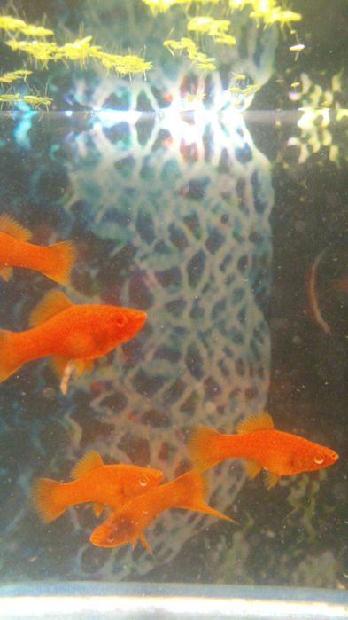 Аквариумные рыбки разных видов,живые корма.