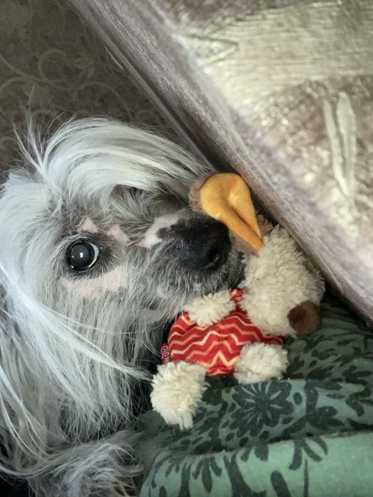 Срочно вязка китайская хохлатая кобель