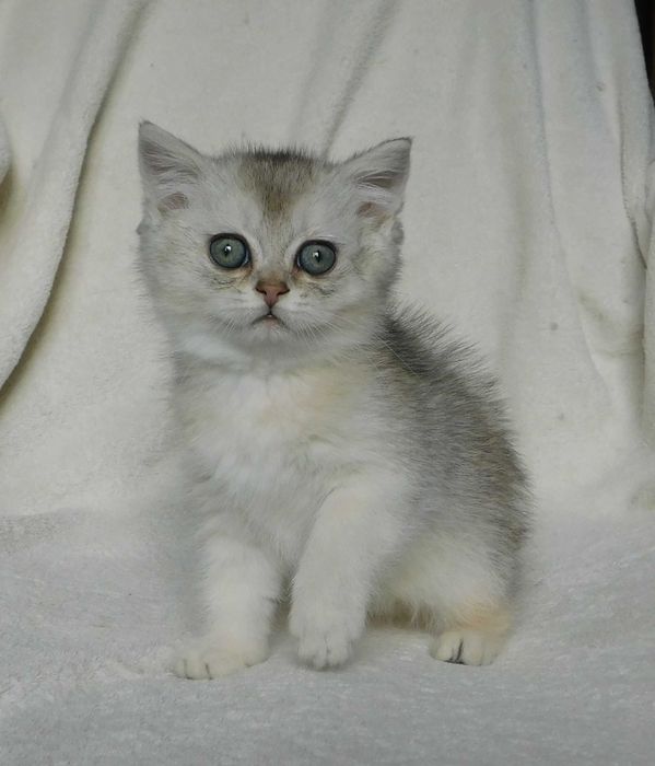 Шотландські сріблясті шиншили хлопчики Джеміні та Голді