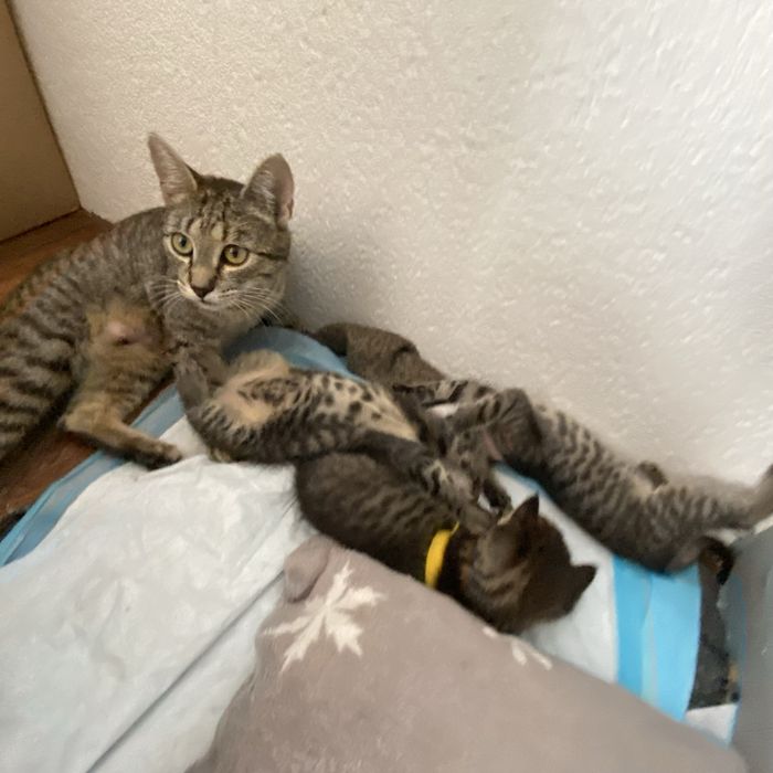Oddam 2 kocurki i 1 kotke w dobre rece