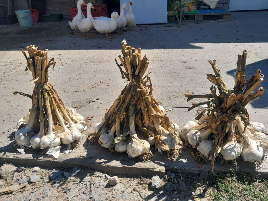 Czosnek czosnek słoniowy sloniowy cebulki przybyszowe nie ząbki