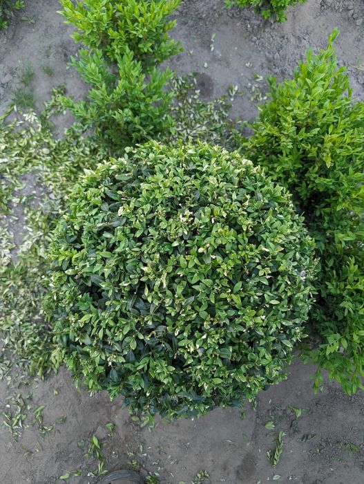 Самшит стрижений КУЛЯ
