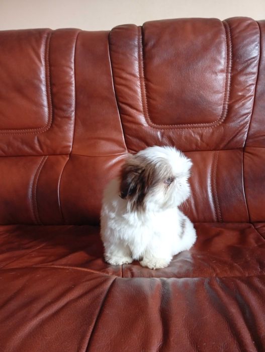 Suczka shih-tzu z genem czekoladowym