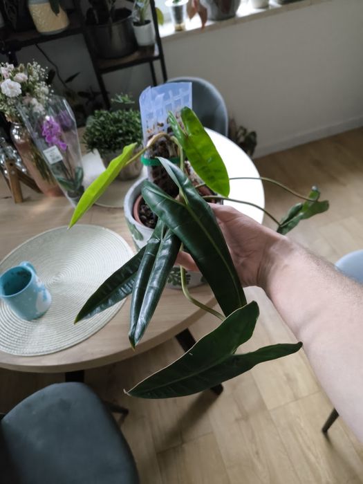 Philodendron Billietiae 2 sadzonki w paliku z mchem