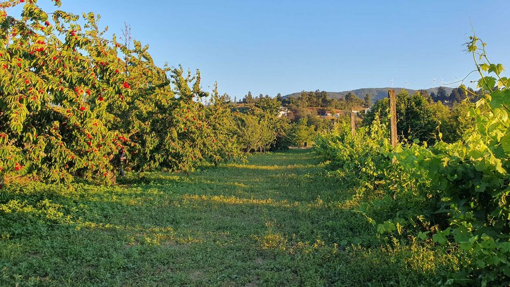 Terreno com Viabilidade de Construção em Castelejo, Fundão - 31.500€