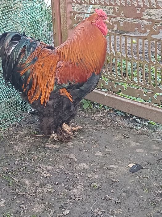 Kogut kochin olbrxymi