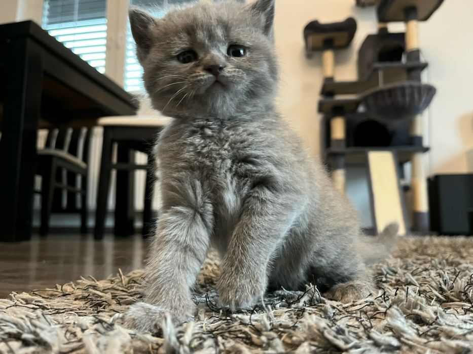 Kotek brytyjski z rodowodem