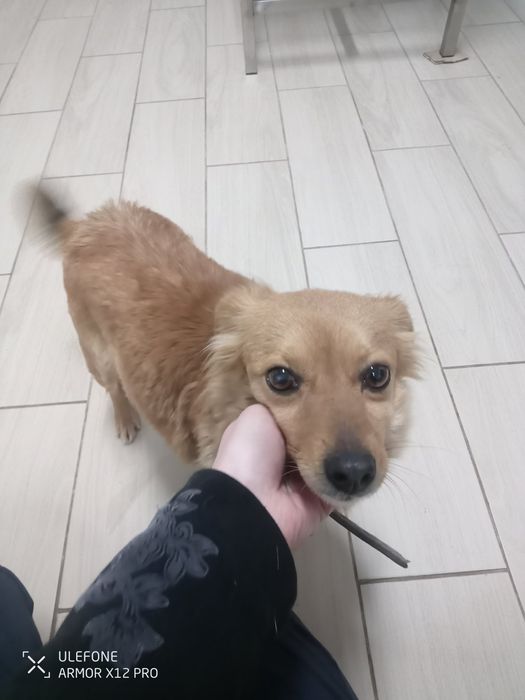 Дівчинка шукає родину!