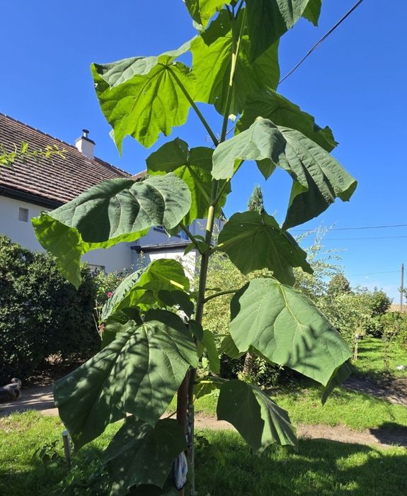 Drzewa tlenowe cena za 3