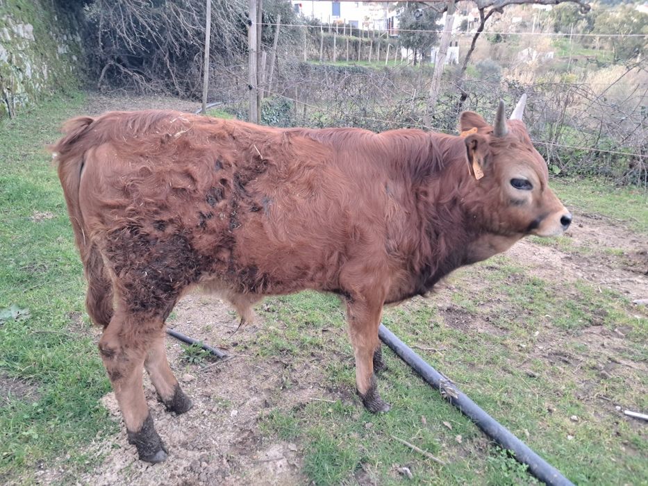 Vitelo barrosã  zona centro