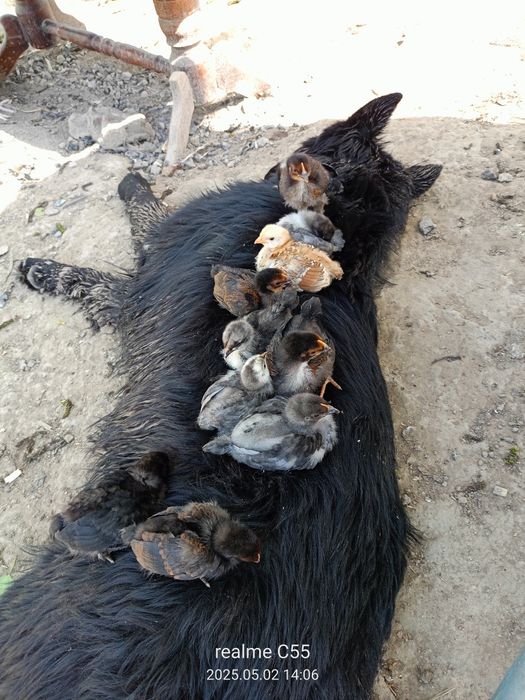 Kaczki staropolskie, żywe i tuszki