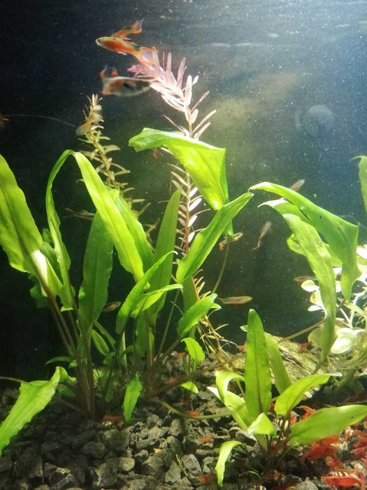 Krewetki na kranówce głównie czerwone