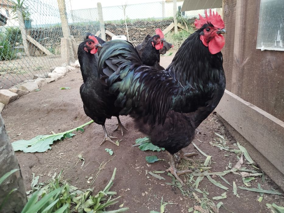 Vendo ovos galados de Jersey Gigante Negro