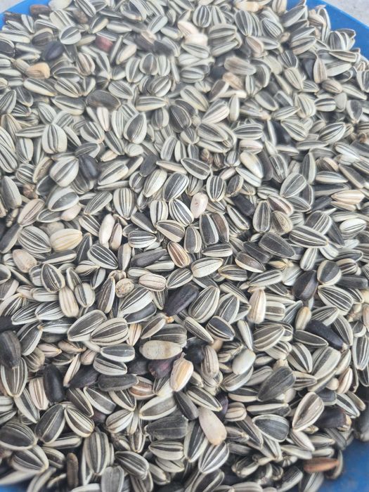 Nasiona słonecznik ozdobny na kwiat cięty