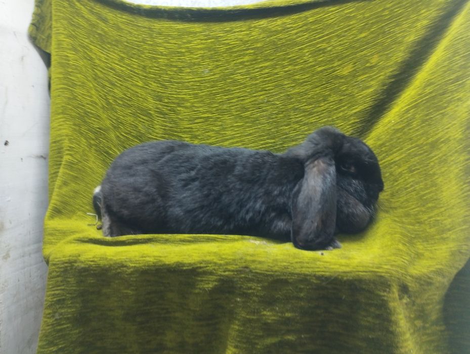 Samica baran francuski czarny