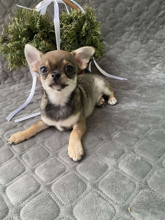 Чіхуа хлопчик гарнесенький